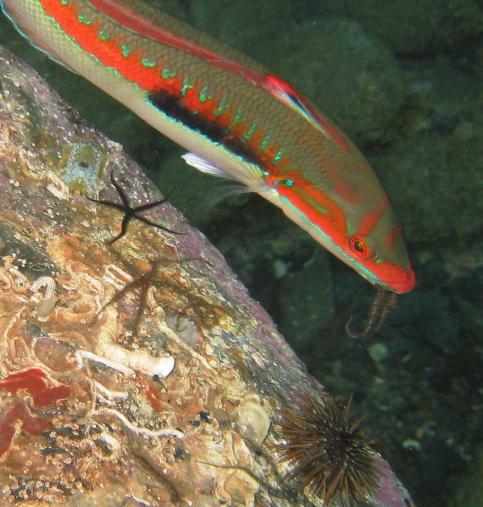 Meerjunker ohne Tischmanieren ...
